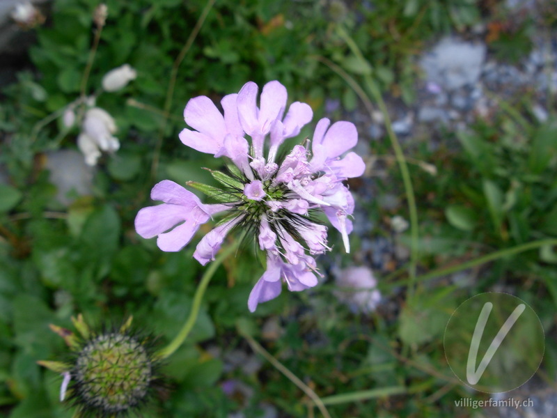 Tauben-Skabiose: Übersicht